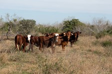 Ranching | East Foundation