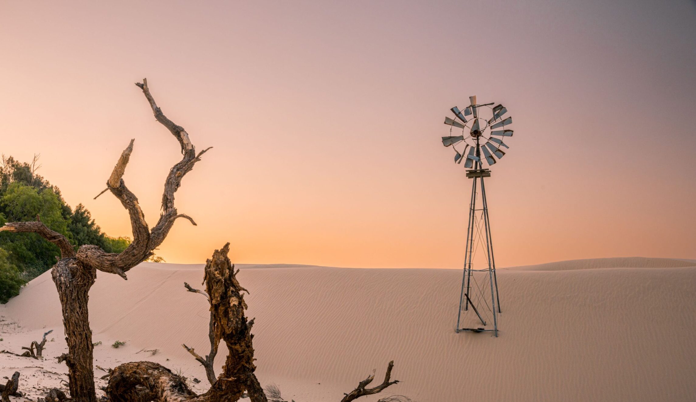 Windmill standing tall among sand dunes at El Sauz Ranch in South Texas, with tree branches emerging from the sand and a vibrant pink-orange sunset glowing in the background.