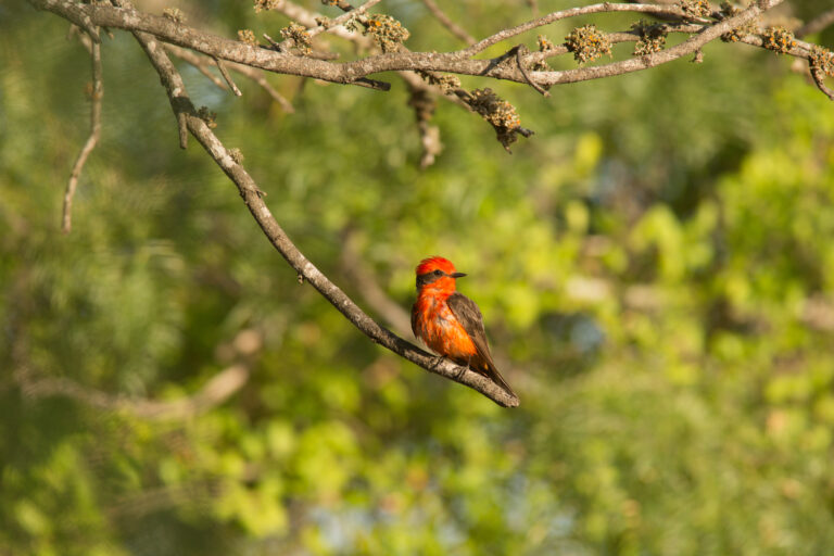 Vibrant vermilion flycatcher perched on branch with lush green brush background
