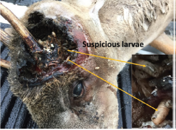 White-tailed deer with severe screwworm infestation wound near the base of its antler, showing tissue damage characteristic of this parasitic infection.