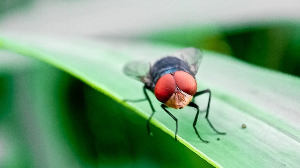 Close-up photograph of a New World Screwworm fly (Cochliomyia hominivorax) with metallic blue-green body and reddish eyes against a green background.